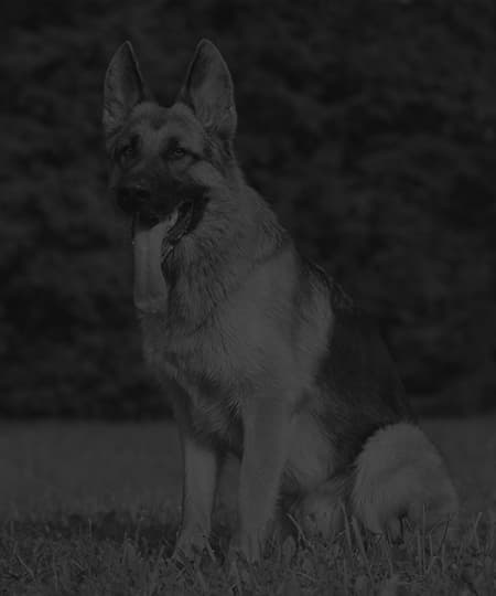 K9 unit German Shepherd on patrol